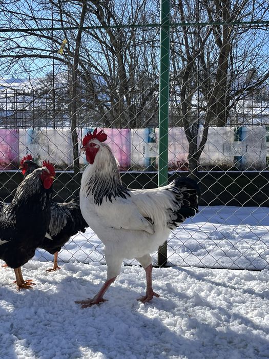 Cocosi de rasă Sussex Wyandotte Barnevelder Combatant Indian