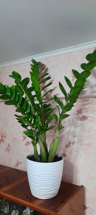 Продам замиокулькас