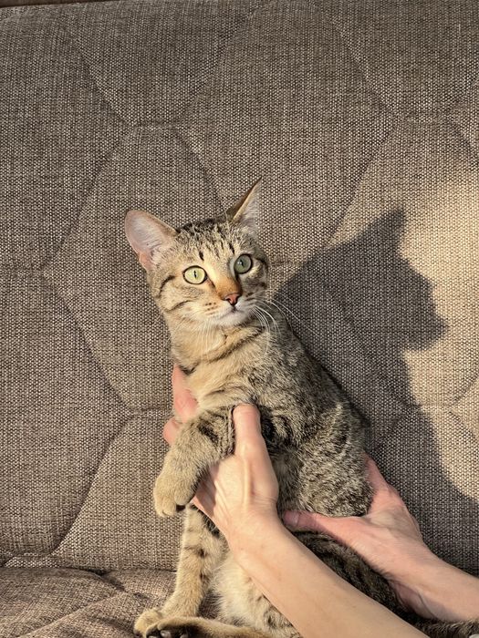 Отдам котенка