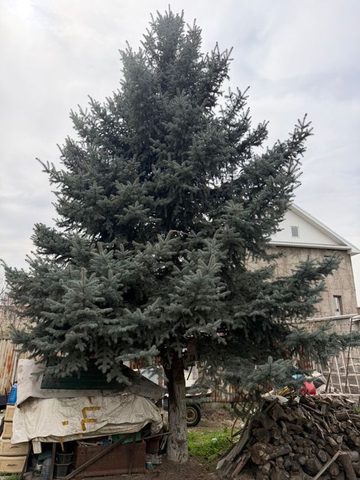 Продам голубую ель