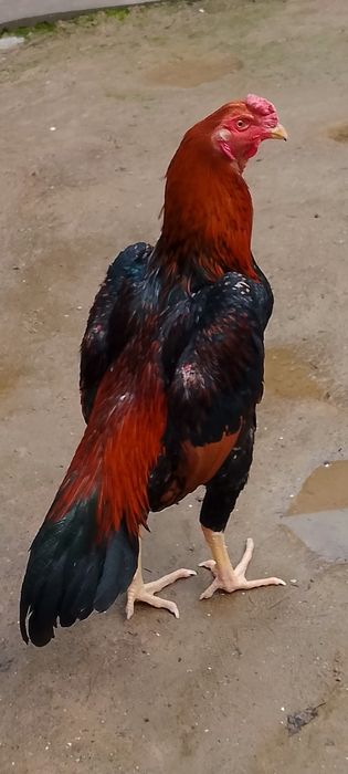 Horoz sotiladi Koreya shamo