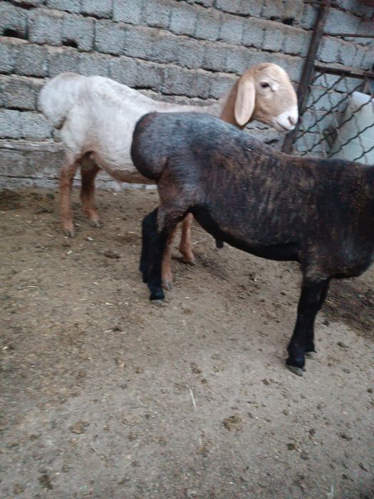 Qôzi qôchqorla soglom
