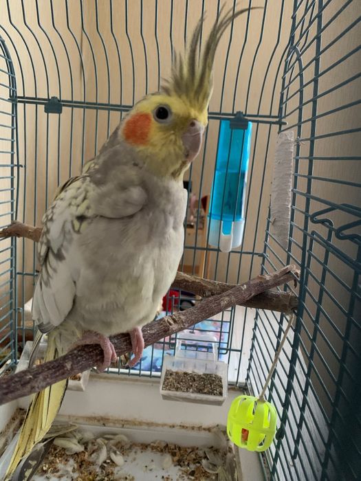 Продаётся корелла самка полу ручная