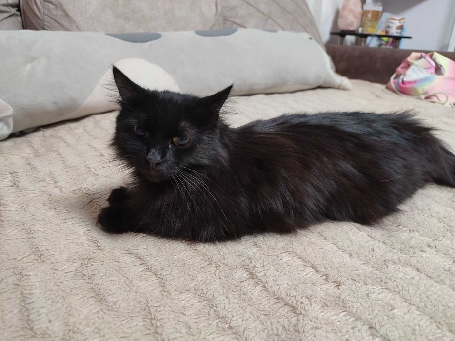 Ищем любящую семью