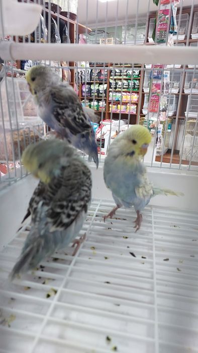 Волнистые попугайчики