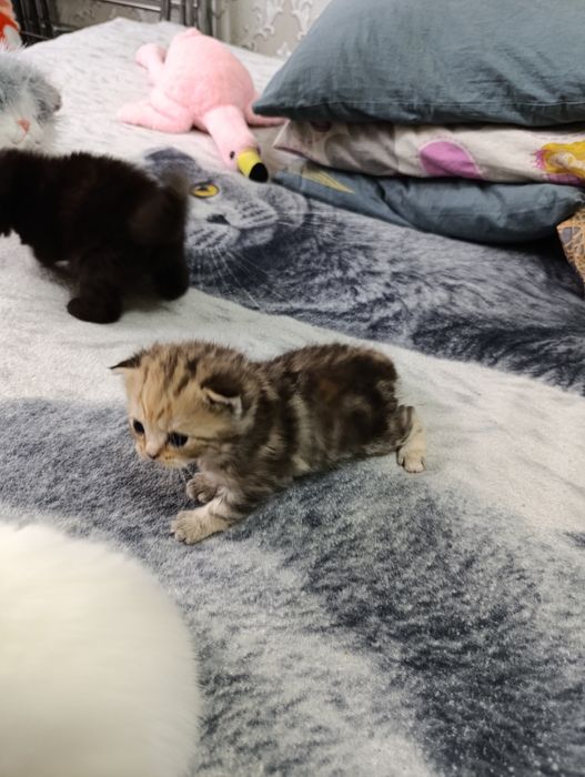 продаются  чистокровные шатладские котята