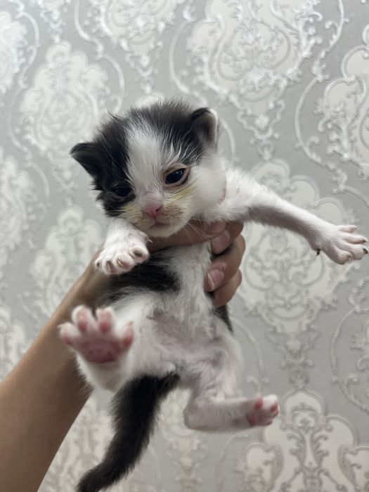 Котенки породистые