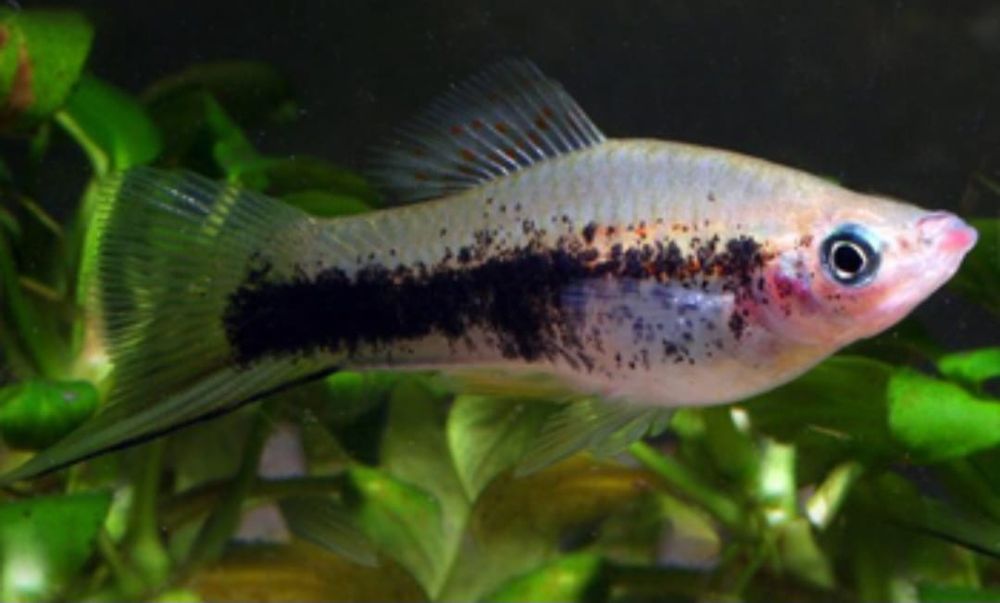 Аквариумные рыбки