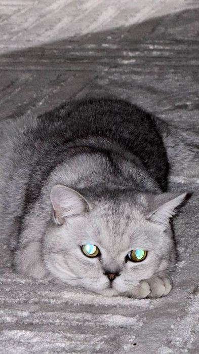 Вязка кошек. Mushuk qoshish