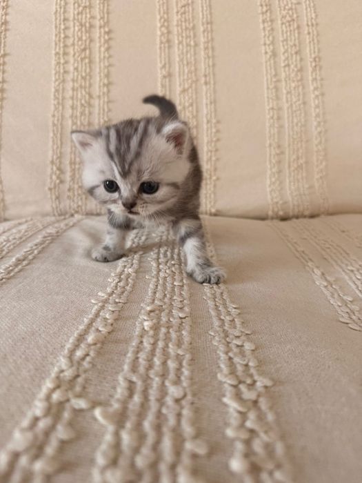 Продам котёнка шотланцец