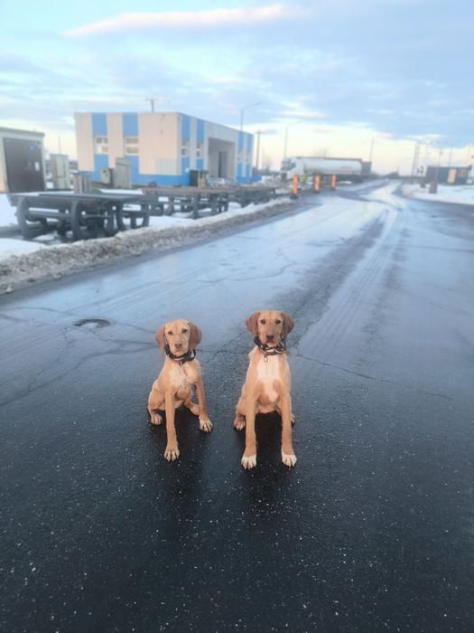 Dresaj canin, reabilitare comportamentală, disciplina, vână