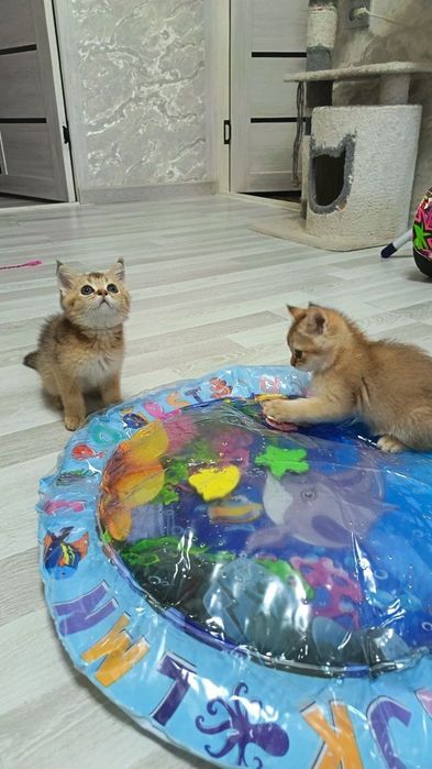 Чистокровные малыши
