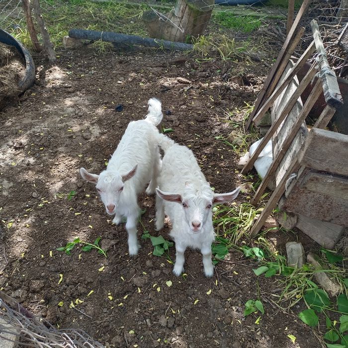 Заанен лақтар Ламанча ешкі