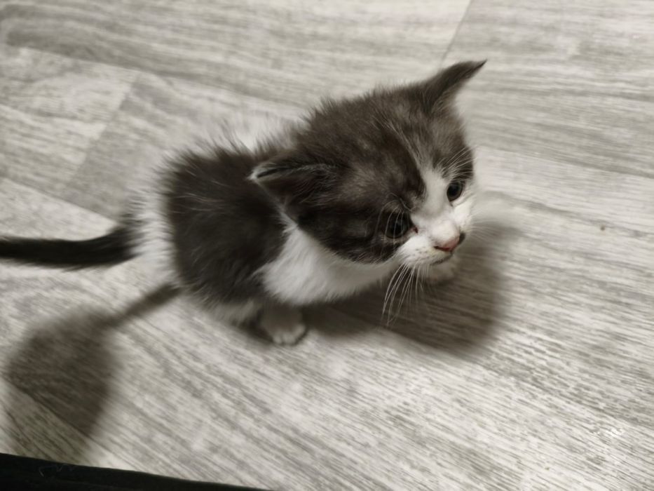 Отдам котят в хорошие руки