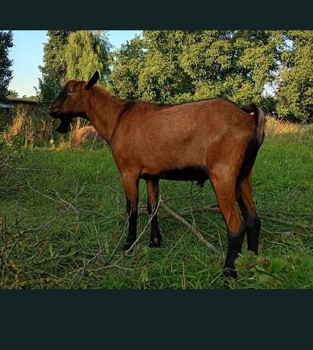 Monta Tap Alpin Rasa Pură