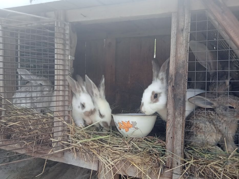 Домашние животные