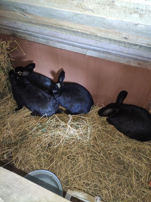 зайци трупно и за разплод