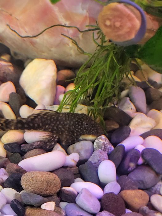 Продам молодняк анциструса