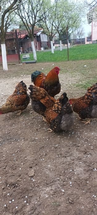 Găini familii de rasă