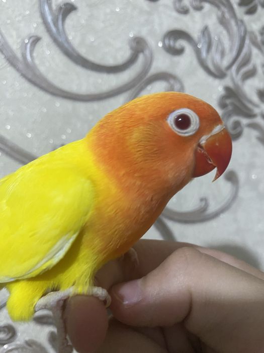 Ручной попугай неразлучник