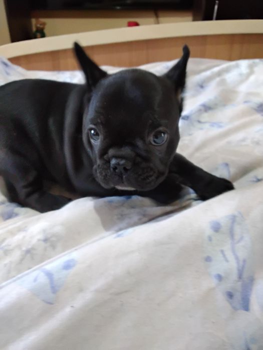 Bulldog francez femela