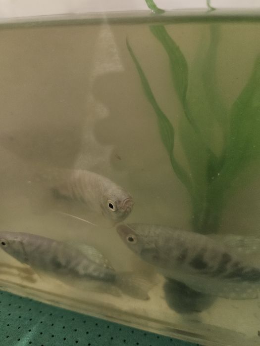 Аквариум с рыбками  продам