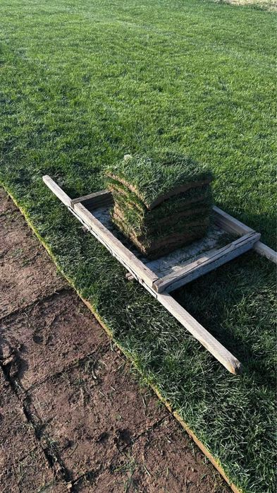 Газон дайын жерге тоселетын