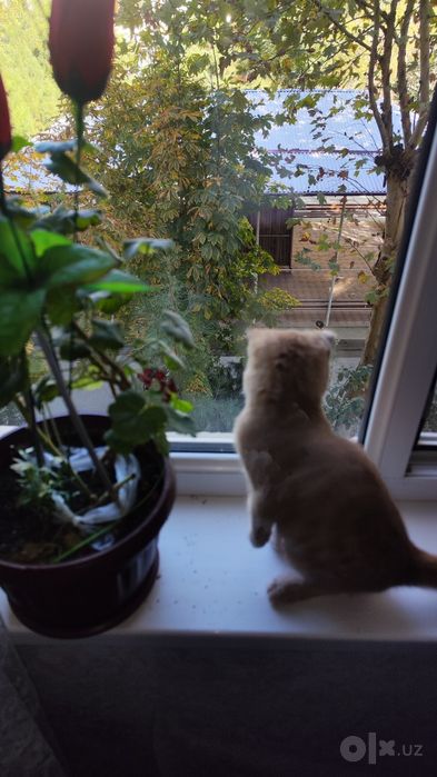 Кошка шатланская