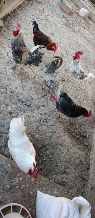 Продавам петлета