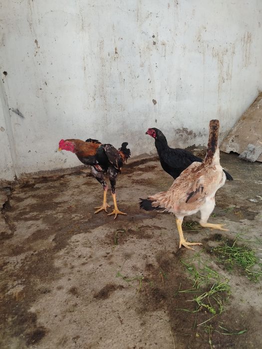 Dakan xo'roz sotiladi