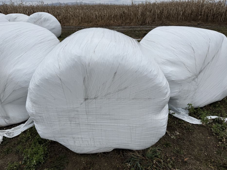 Baloti Lucerna infoliat 120x120