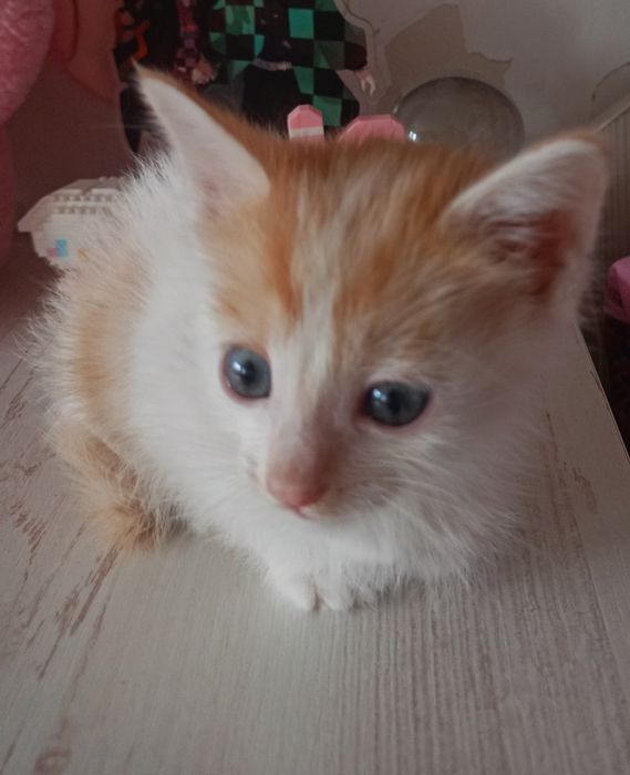 Домашние котята девочка и мальчик