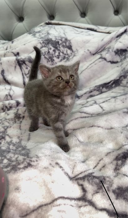 Шотландские котята