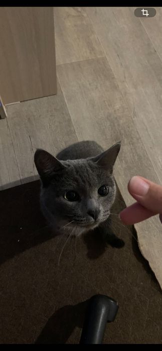 Отдаем кота в добрые руки