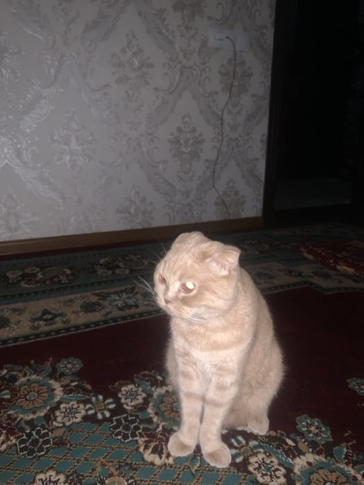 Scottish fold   .