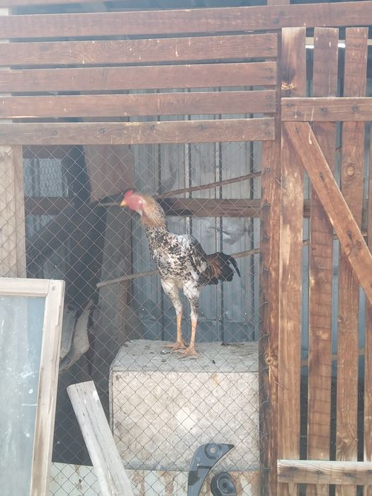 Дакан қораз сатамын