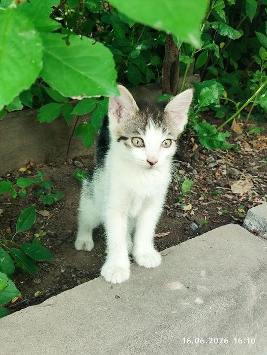 Котенка отдадим в хорошие руки