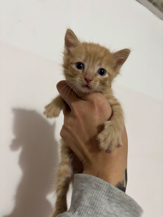 Котята ищут дом
