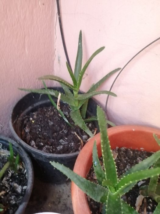 Aloe Vera ghiveci