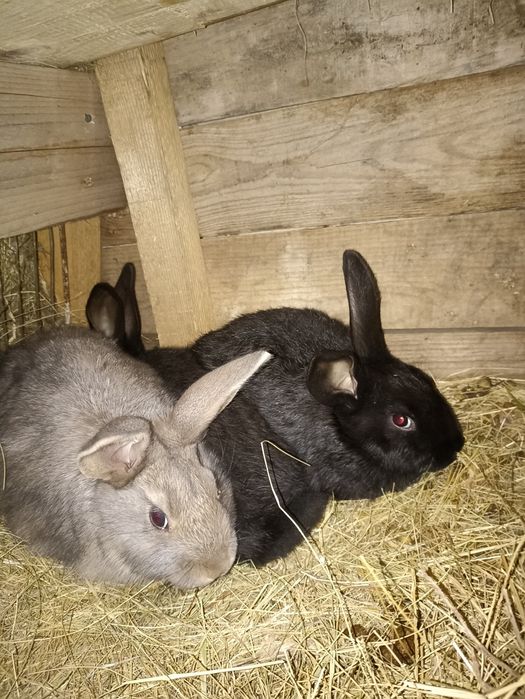 Продам домашних кроликов