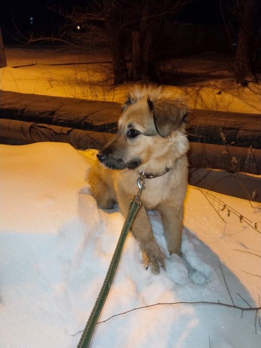 Ищем дом для щенка