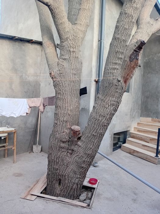 Тут дарахтни кесиш керак