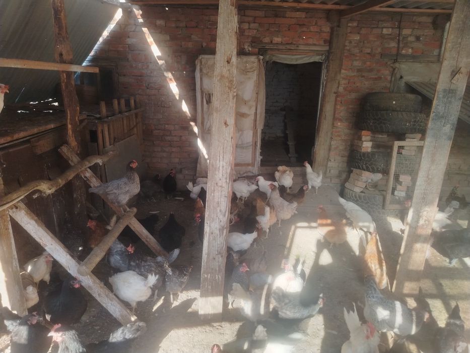 Продам курей +-9 10 месецев