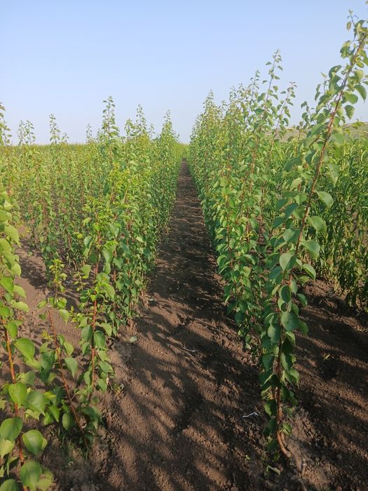 Pomi fructiferi direct de la producator