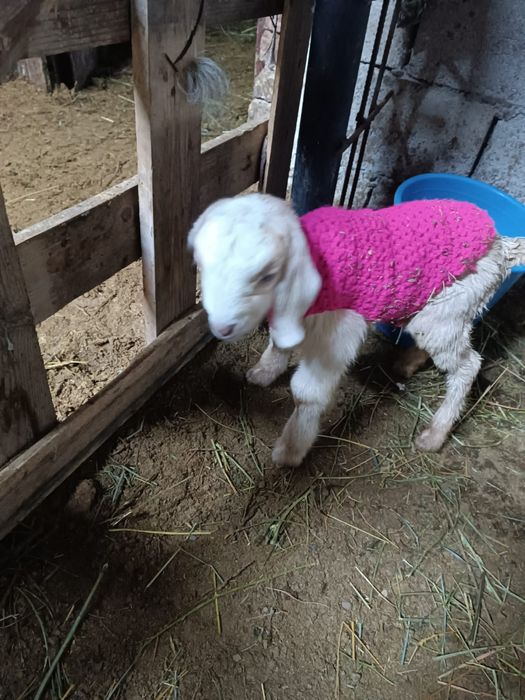 козы козлы козлята