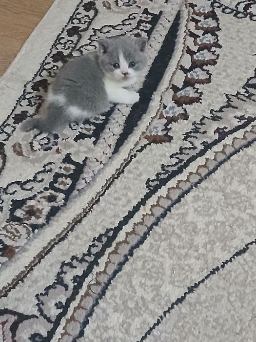 Котята . Mushukchalar