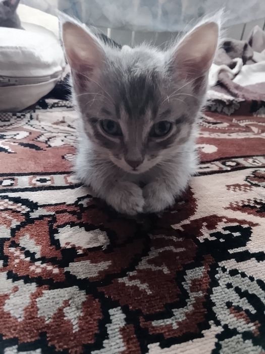 Отдам в добрые руки