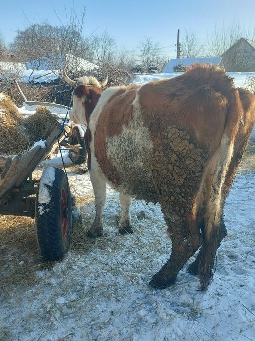 Vând vacă bălțată