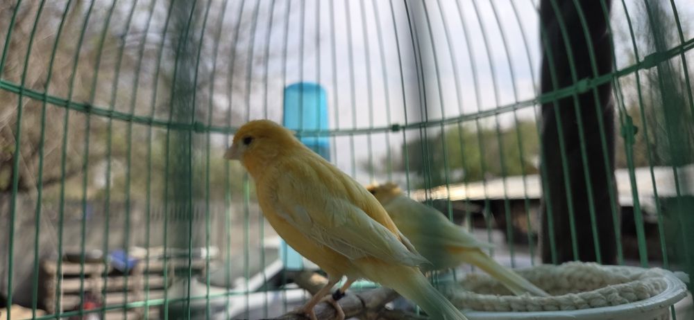Канарейки кенар канарейка