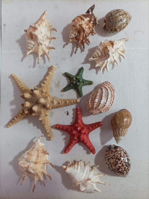 Cochilii - Vaporaș scoici -- Gherghefuri